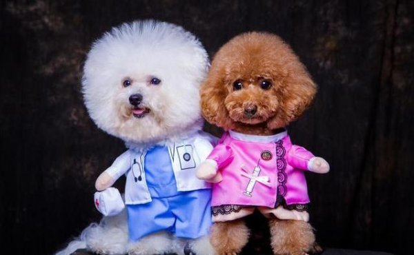富源优配 比熊幼犬换牙掉满地，聪明又倔强，养它你准备好了吗？