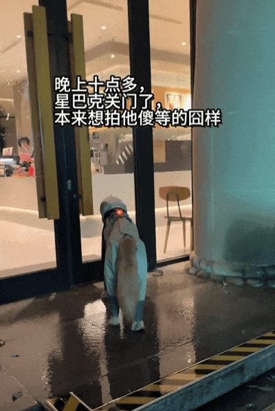 牛鑫所 狗子眼巴巴望“爪布奇诺”，店员小哥：下次早点来！